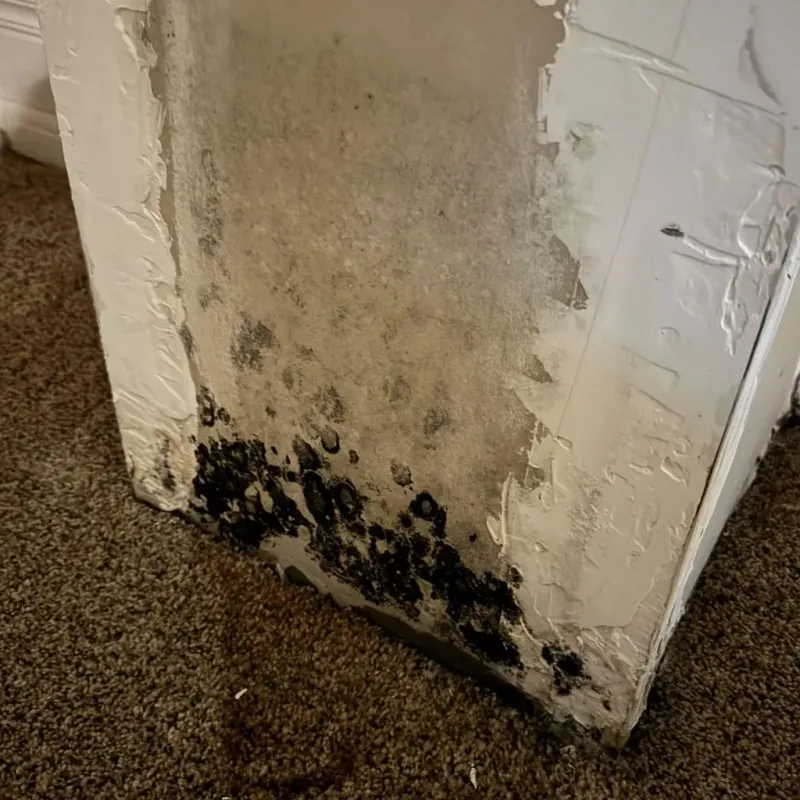 Professional Mold Removal in Fenton, MI